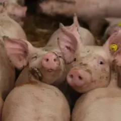 Stado prosiąt w zagrodzie, z żółtymi kolczykami w uszach. Ich pyszczki są lekko ubrudzone, co może odzwierciedlać obecną sytuację na rynku świń.