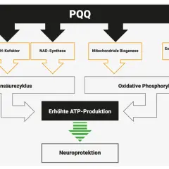 PQQ beeinflusst Aminosäure-/Lipidstoffwechsel, LDH-Kofaktor, NAD-Synthese, mitochondriale Biogenese und Expression mitochondrialer Komplexe, was zu erhöhter ATP-Produktion und Neuroprotektion führt.