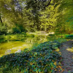 Malowniczy staw i drewniana ścieżka w cysterskim parku krajobrazowym. Słońce przebija się przez liście, tworząc złote refleksy na wodzie.