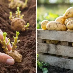 Dłoń sadzi kiełkujące ziemniaki, obok skrzynia pełna ziemniaków.