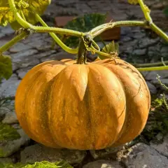 Zucca matura su un terreno roccioso, i suoi semi sono un rimedio naturale per la stitichezza.