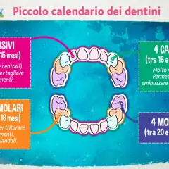 Calendario dei primi denti neonato: incisivi, canini, premolari e molari con indicazioni sui mesi di eruzione e funzione.