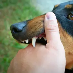 Doberman z zębami na palcu. Uczenie, kiedy szczeniaki przestają gryźć, wymaga cierpliwości.