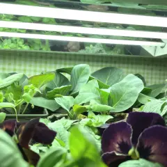 Småplantor av kål och blommor växer under lysrör neon.
