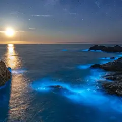 Nocna plaża z rozświetloną przez bioluminescencję wodą i księżycem na niebie.