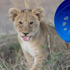 Mały lew z wystawionym językiem, obok niego okrąg z symbolami zodiaku, w tym znak zodiaku lew.