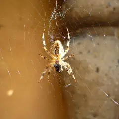 Pająk po hiszpańsku to "araña". Ten pająk siedzi na swojej pajęczynie, czekając na ofiarę.