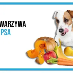 Pies z językiem na wierzchu obok dyni, jabłka, banana, gruszki, ogórka i marchewki. Dowiedz się, jakie warzywa może jeść pies.
