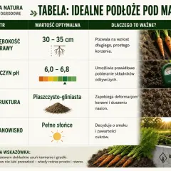 Tabela idealnego podłoża pod marchew: głębokość 30-35 cm, pH 6,0-6,8, struktura piaszczysto-gliniasta, pełne słońce.