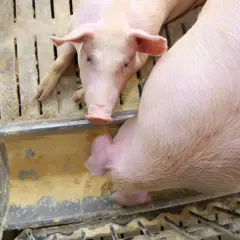 Dwa różowe prosiaki jedzą z koryta. Ich zdrowie i przyrost masy wpływają na ceny świń.