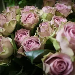 Bukiet róż w odcieniach pudrowego różu i zieleni. Jak krótki wierszyk o Julii, delikatny i piękny.