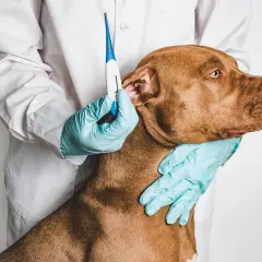 Weterynarz sprawdza temperaturę psa, przykładając termometr do ucha.