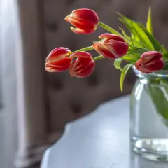 Czerwone tulipany w wazonie, lekko opadające. Chcesz wiedzieć, co zrobić, żeby tulipany wstały? Świeża woda i chłodne miejsce pomogą.