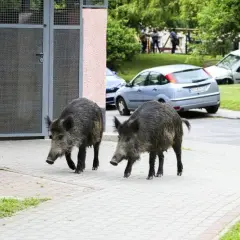 Co robić, gdy dziki na osiedlu zagrażają bezpieczeństwu?