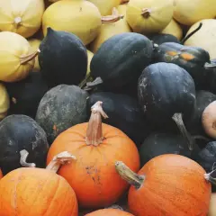 Un assortiment coloré de courges d'automne, incluant des citrouilles orange vif, des courges de butternut pâles et des courges d'acorn vert foncé.