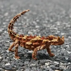 Un pequeño dragon del desierto, con su cuerpo cubierto de escamas y espinas, camina sobre un camino de grava.