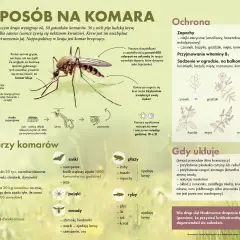 Naturalne metody co odstrasza komary: czosnek, bazylia, goździki, mięta, lawenda, rozmaryn. Warto też przyjmować witaminę B1.