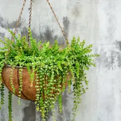 Cesta de coco con exuberantes plantas colgantes exterior, cascadas verdes que adornan una pared de cemento rústico.