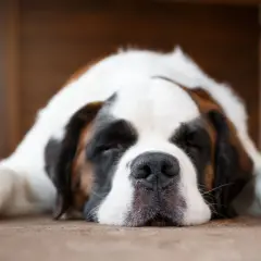 San Bernardo durmiendo, con su cara apoyada en el suelo. A veces mi perro se tira muchos gases, pero así de adorable, no me importa.