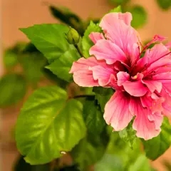 Piękny, różowy hibiskus z zielonymi liśćmi. Idealne stanowisko dla tej rośliny to słoneczne miejsce.