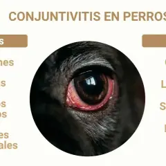 Ojo rojo e inflamado de un perro, indicando conjuntivitis. Causas: infecciones, alergias, cuerpos extraños, irritantes. Signos: lagrimeo, secreción, picazón.