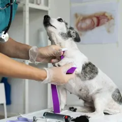 Veterinario administra tratamiento a un perro con ataques epilépticos muy seguidos.