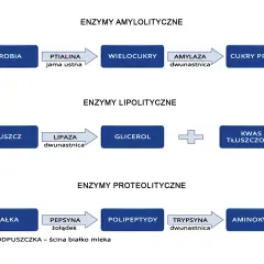 Schemat trawienia: skrobia przez amylazę rozkładana do cukrów prostych. Tłuszcze na glicerol i kwasy tłuszczowe. Białka na aminokwasy.