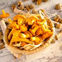 Koszyk pełen kurek, idealnych do nalewki z kurek. Wokół żołędzie i kawałki drewna.