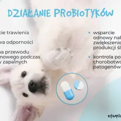 Uroczy szczeniak pokazuje, jak ludzki probiotyk dla psa wspiera trawienie, odporność i zdrowie jelit.