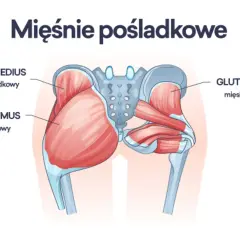 Anatomia mięśnia pośladkowego: wielki, średni i mniejszy. Ilustracja pokazuje położenie tych mięśni w miednicy.