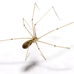 En dallerspindel, även kallad långben, med sina långa, tunna ben. Trots sitt utseende är den inte dallerspindel giftig för människor.