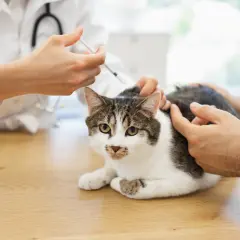 Tierarzt impft Katze. Ein Mann streichelt beruhigend das Tier, während die Impfung verabreicht wird.