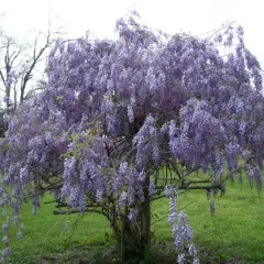 Magnifique arbre en fleurs de glycine, ses grappes violettes tombent comme des cascades parfumées.