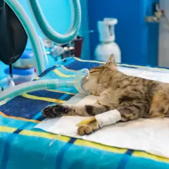 Un chat tigré, sous anesthésie, repose sur une couverture colorée avec un masque à oxygène. Son comportement après anesthésie est paisible, avec une perfusion à la patte.