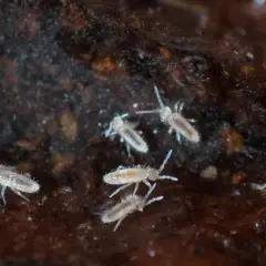 Małe, białe robaczki w wilgotnej ziemi, przypominające maleńkie kwiaty.