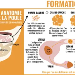Schéma de l'anatomie de la poule et de la formation de l'œuf, de l'ovaire au cloaque, expliquant le processus de maturation des follicules et la formation de la coquille.