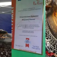 Karp świętokrzyski: Gdzie kupić certyfikowaną rybę ChOG w regionie?
