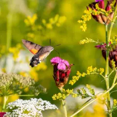 Ein Kolibri-Falter saugt Nektar aus einer pinken Blüte, umgeben von gelben und weißen Wildblumen.