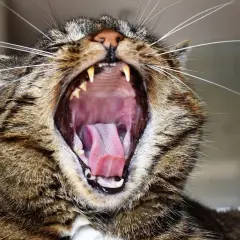 Gato bosteza mostrando su boca abierta y lengua rosada. ¡Espero que a mi gato le huela la boca a podrido, porque este bostezo es enorme!