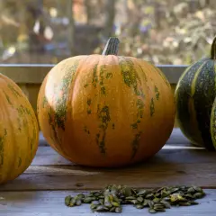Flera pumpor, varav en butternutpumpa, ligger på ett träbord. Framför pumporna ligger pumpafrön.