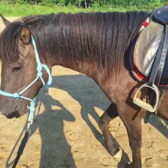 Brązowy koń w jasnoniebieskiej uzdzie i czerwonej czapraku, na piaszczystym podłożu.