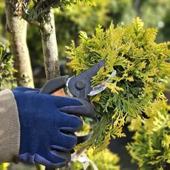 Ręka w rękawicy przycina gałązkę żywotnika, ucząc się, jak przycinać tuje na bonsai.