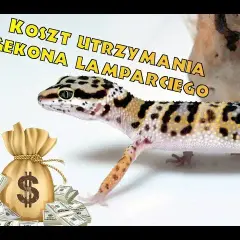 Ile kosztują gekony? Ceny różnych gatunków i ukryte wydatki