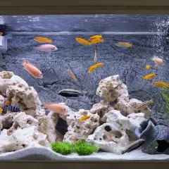 Fiskar simmar i ett akvarium med stenar och växter. En fisk liknar en **wolf eel** med sina randiga mönster.