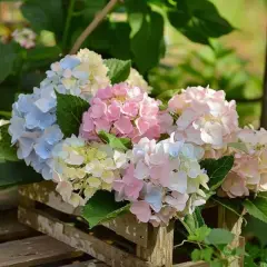 Un bouquet d'hortensias aux teintes pastel, bleus, roses et blancs, dans une caisse en bois. Idéal pour savoir quand déplacer un hortensia.