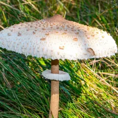 Kiedy jest sezon na kanie? Odkryj najlepszy czas na zbieranie tych grzybów
