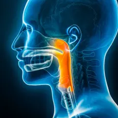 Illustration médicale montrant un aliment bloqué dans l'œsophage. Que faire naturellement pour dégager le passage ?