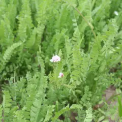 Zielone liście i delikatne różowe kwiaty seradeli pastewnej tworzą gęsty, naturalny dywan.