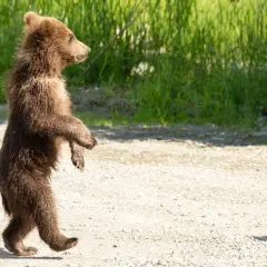 Un tierno oso de pie, con su pelaje marrón y ojos curiosos, explora el camino de tierra.