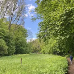 Ein Wanderer auf dem Liewerfrauenweg in Solingen genießt die üppige grüne Natur und den blauen Himmel.